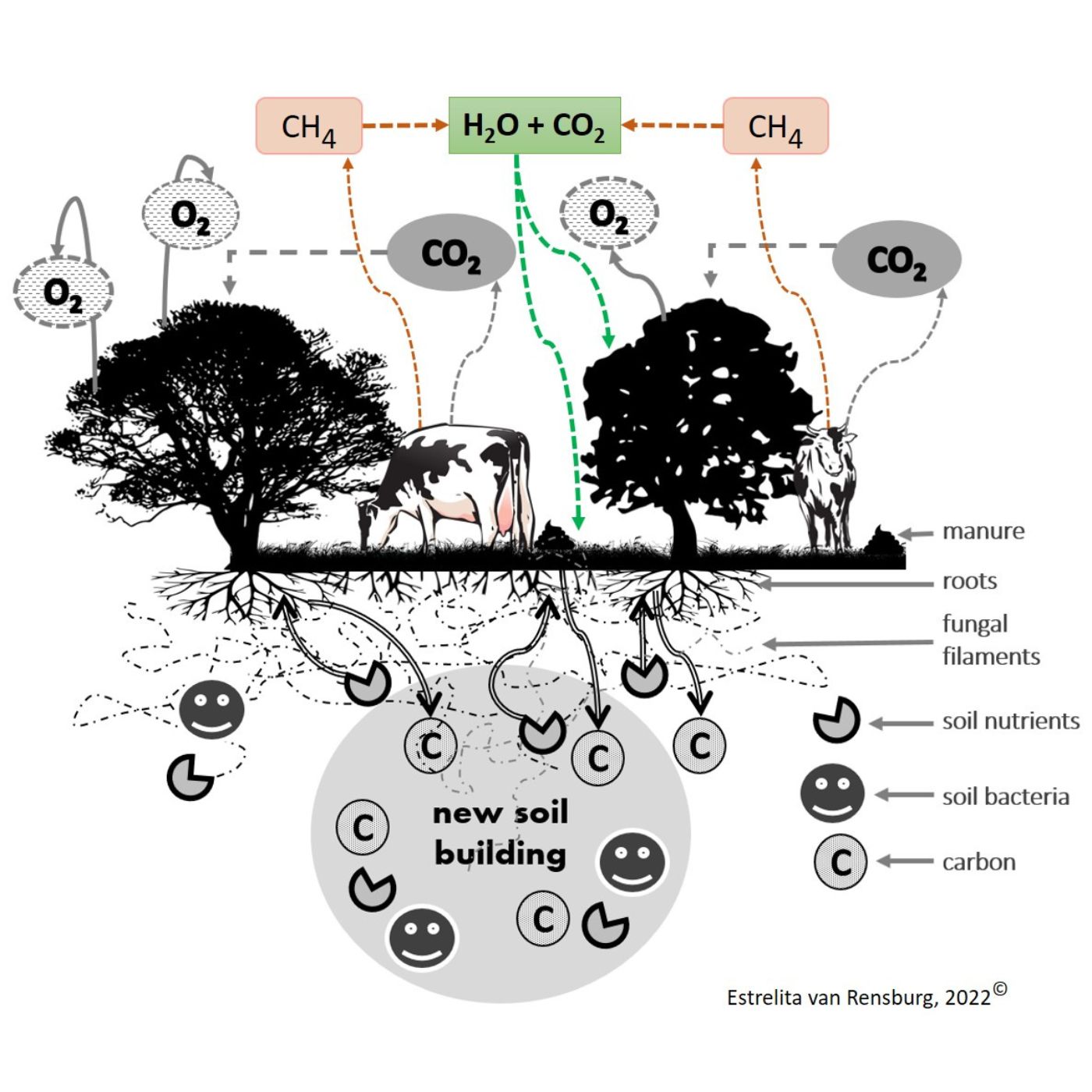 Carbon sequestration, livestock agriculture and climate